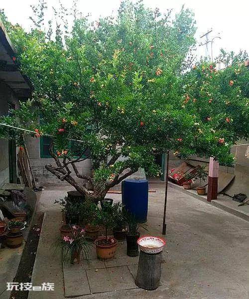 院子里种什么树好(根据风水学院子里种5种树,好吃好兆头)-图片8